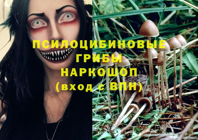 ссылка на мегу как зайти  Великий Устюг  Псилоцибиновые грибы Psilocybe 